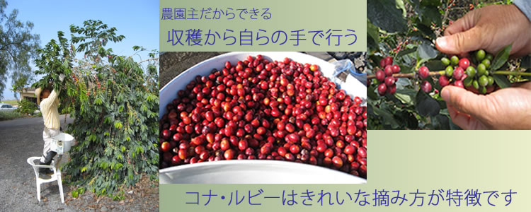 山岸農園の様子2