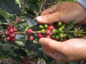 201308picking-300x224.jpg