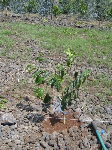 201502seedling.jpg