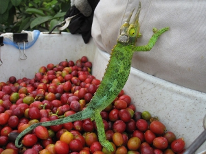 201512-Cameleon.jpg