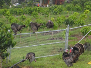 201512-Turkey.jpg