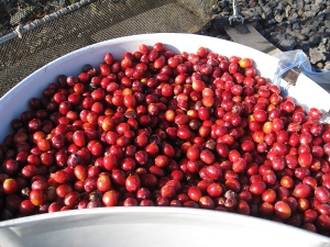 201512-red-cherry.jpg