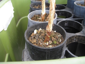 201603-grafted-tree.jpg