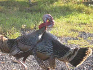 201603-turkey.jpg