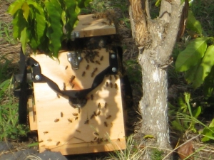 201604-bee-box.jpg